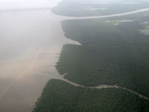 从空中俯瞰孟买附近塔那湾东岸茂密的红树林海岸