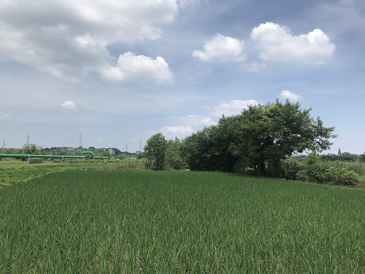 夏季浙江省兰溪市永昌镇一片绿油油的稻田