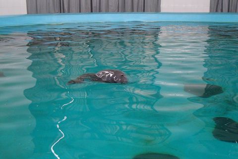 武汉水生生物研究所水池中一头浮出水面的长江江豚